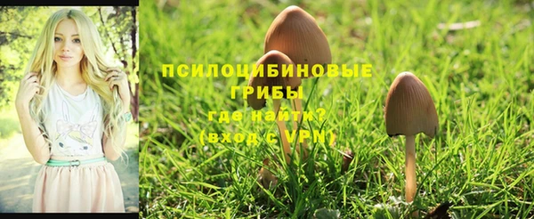 прущие грибы Балабаново